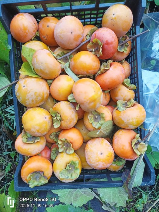 Diospiros de maçã de