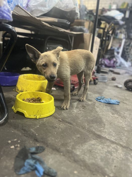 Шукаємо дім маленькому собаці.