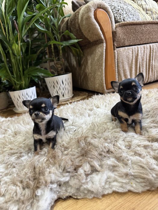 chihuahua krótkowłosy piesek
