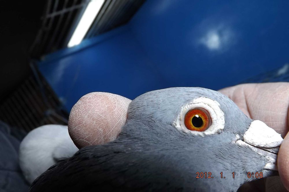 Gołąbek Rozpłodowy Samiczka wnuk Olimpijki