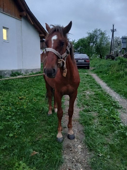 Продам жеребчика 1,5 років