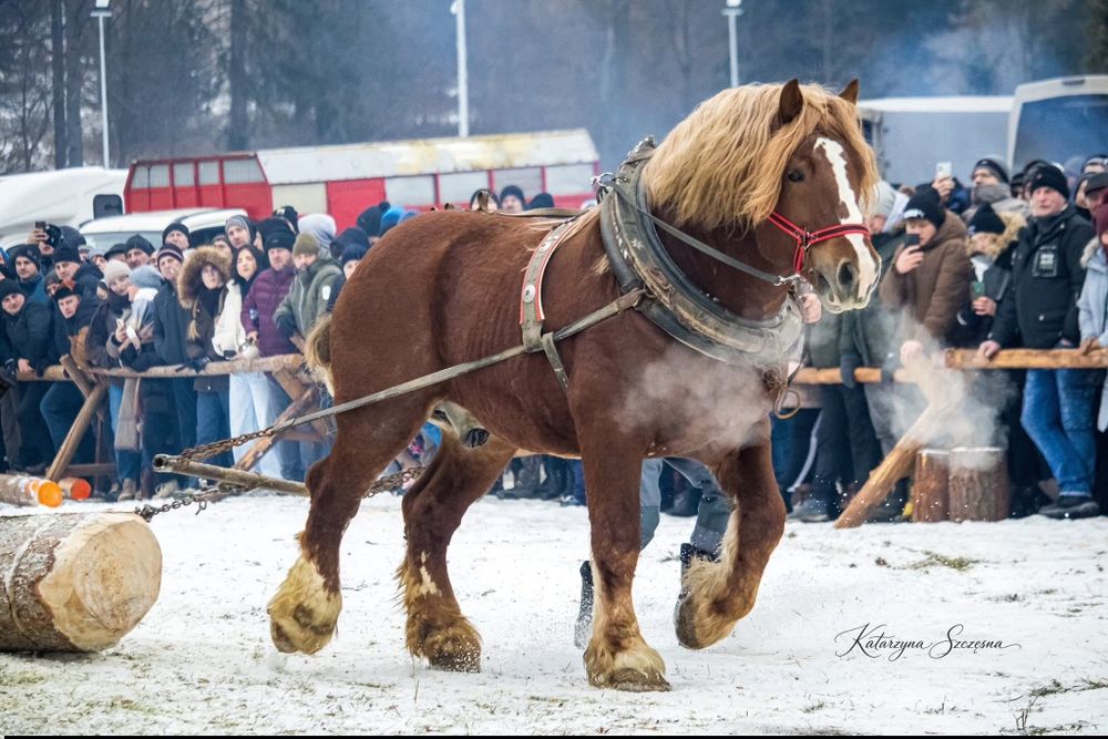 Stanówka Ogier Zimnokrwisty Typ Sokólski