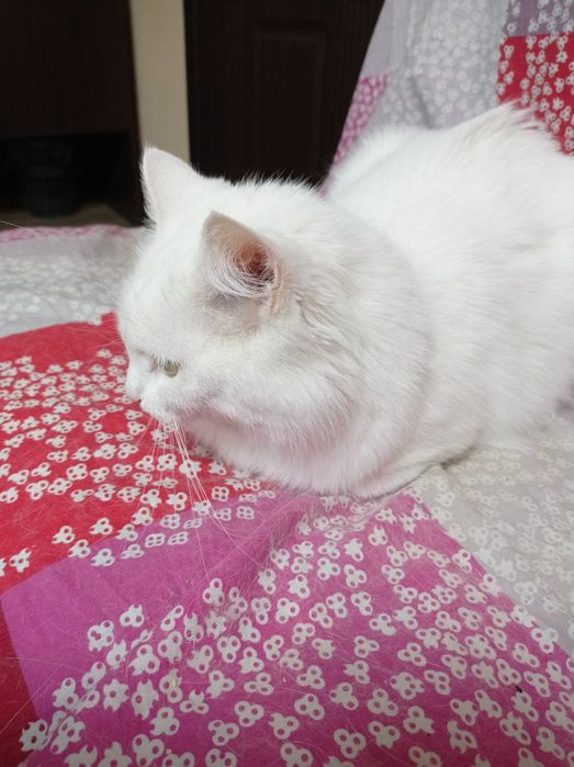 Отдам в хорошие руки