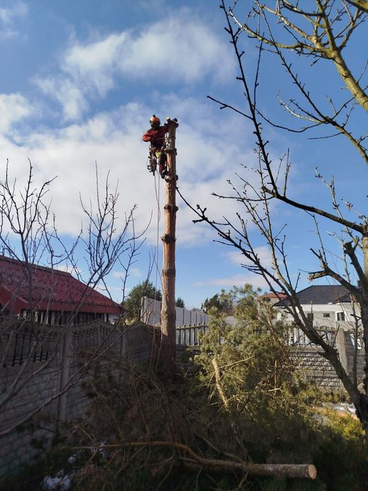 Tree Serv Wycinka oraz pielęgnacja drzew i krzewów.