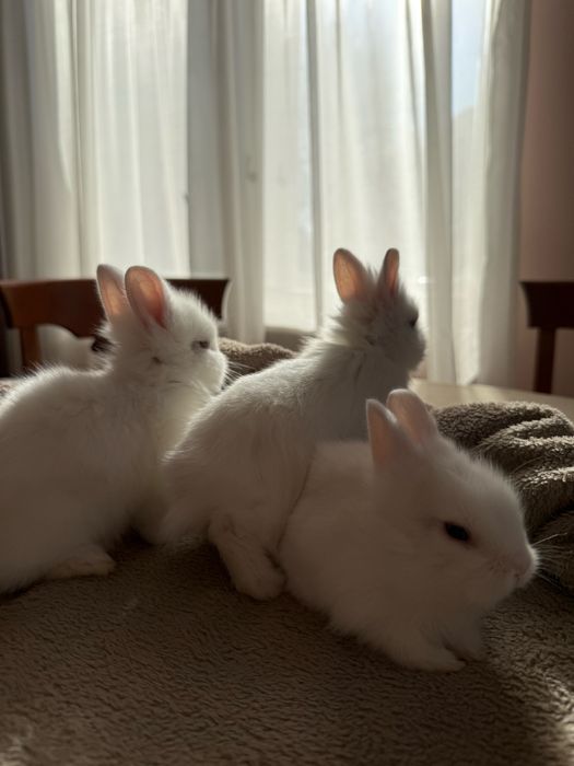 Декоративні карликові кролики | бронювання | доставка по Львову