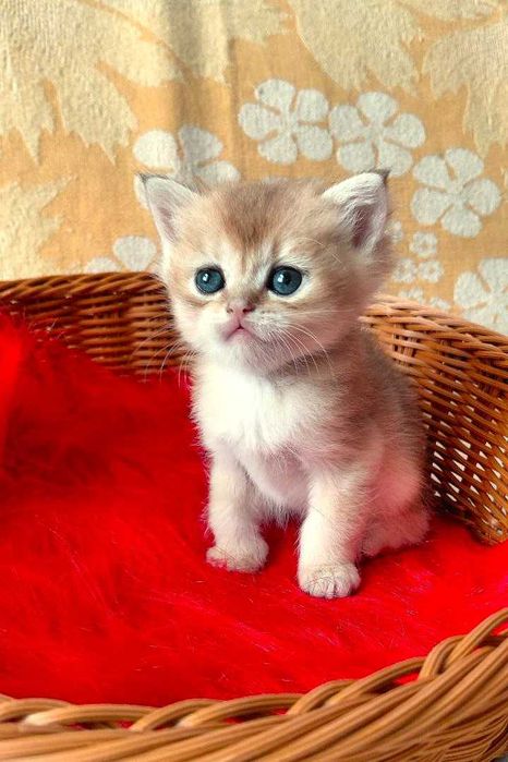 Шотландские котята (ЗОЛОТАЯ ШИНШИЛЛА)