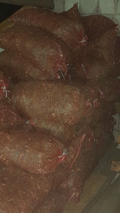 Zrębka sosnowa sucha w workach 9zl za worek  50l