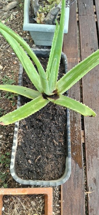 Uma planta Aloe Vera grande altura 55 cms