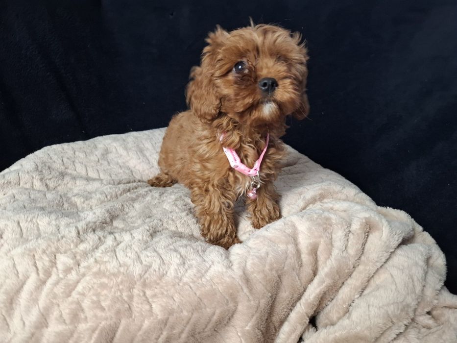 Cavapoo suczka gotowa