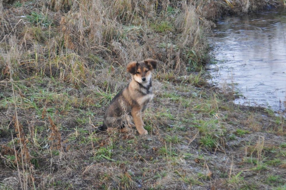Szczeniaki do adopcji - pies, suka - okolice Hrubieszowa