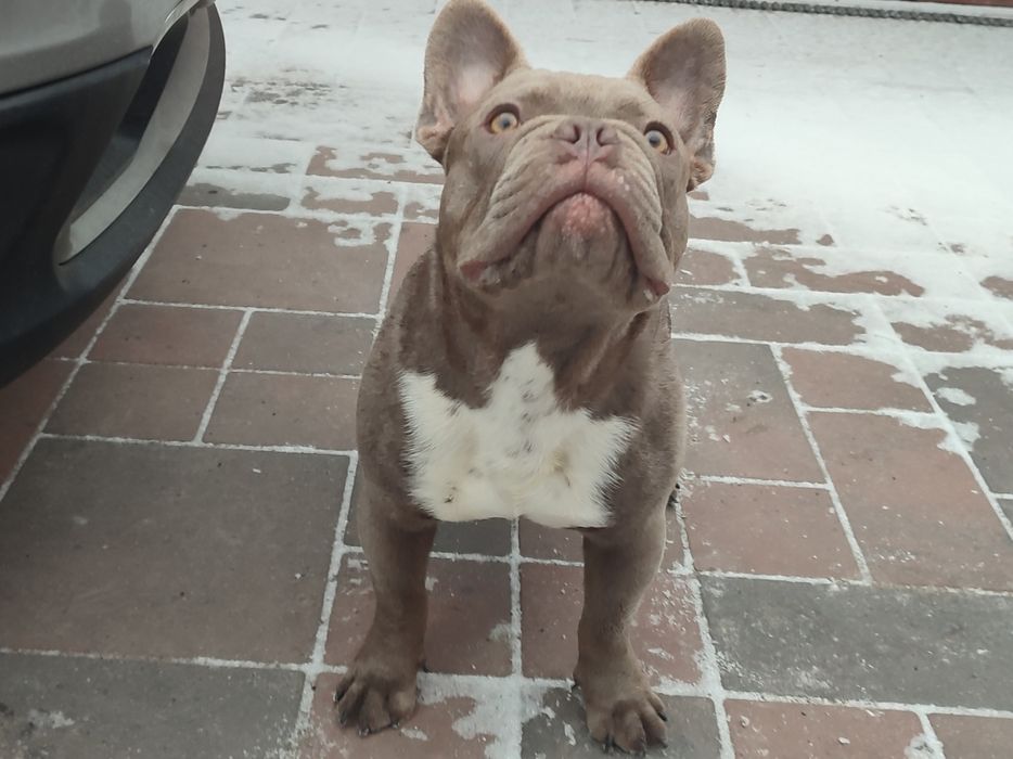 Два кобеля Изабелла и голубой мерле Французский бульдог