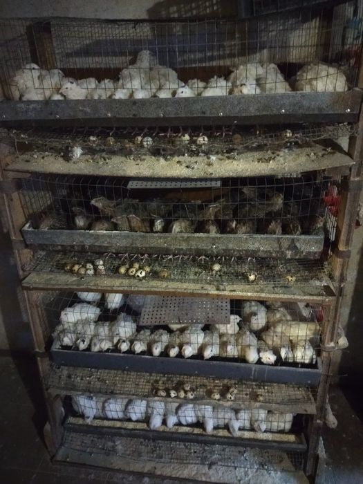 Перепілки домашні