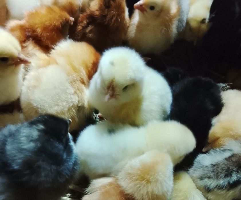 Продам циплят мясо яичных,суточных