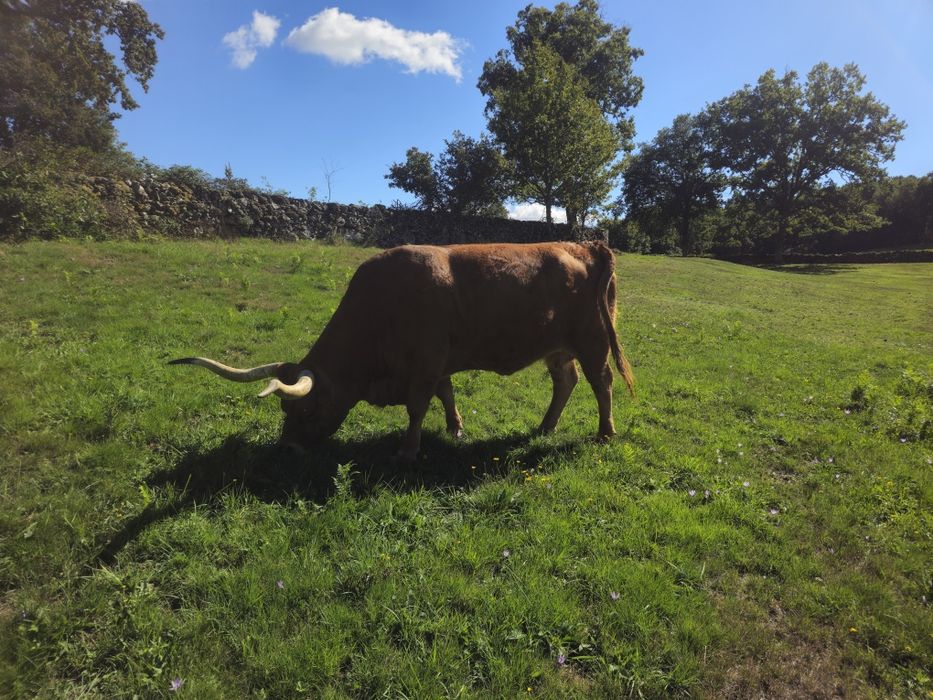 Lote Bovinos/Vacas Raça Barrosã