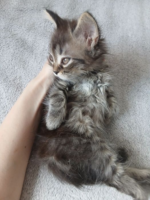 Кошеня шукає дім