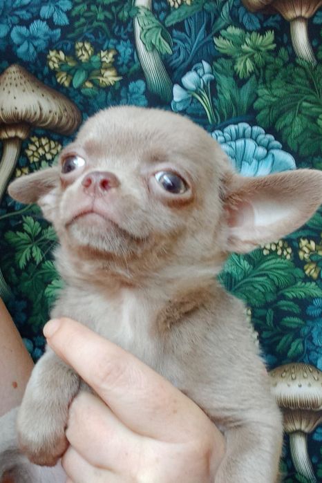 Chihuahua samiec liliowy krótkowłosa