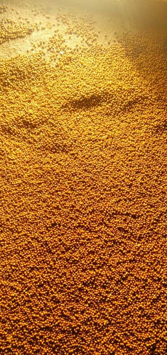 Proso żółte zbiór 2023