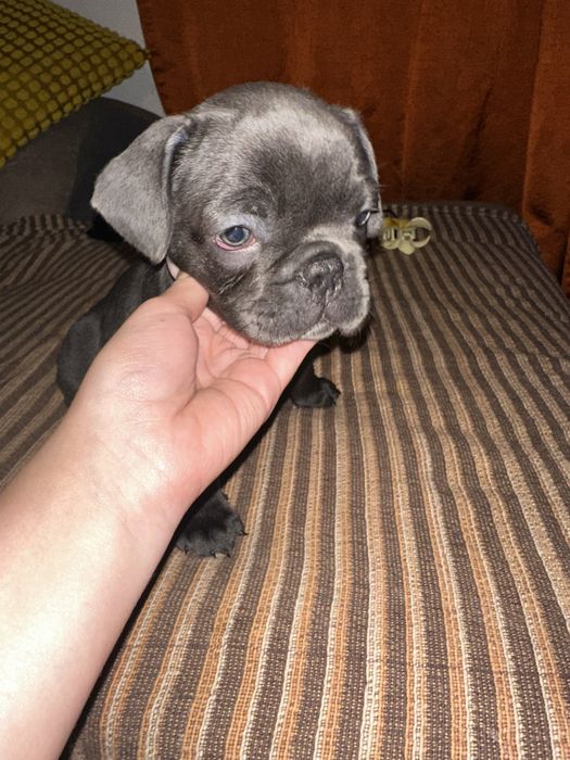Buldogue Francês macho