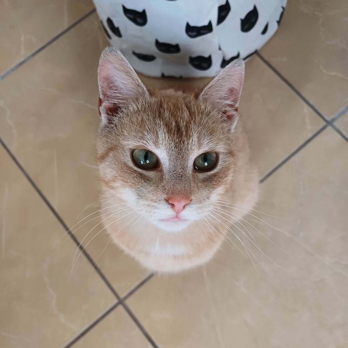 Przeuroczy rudasek Racuch gotowy już do adopcji