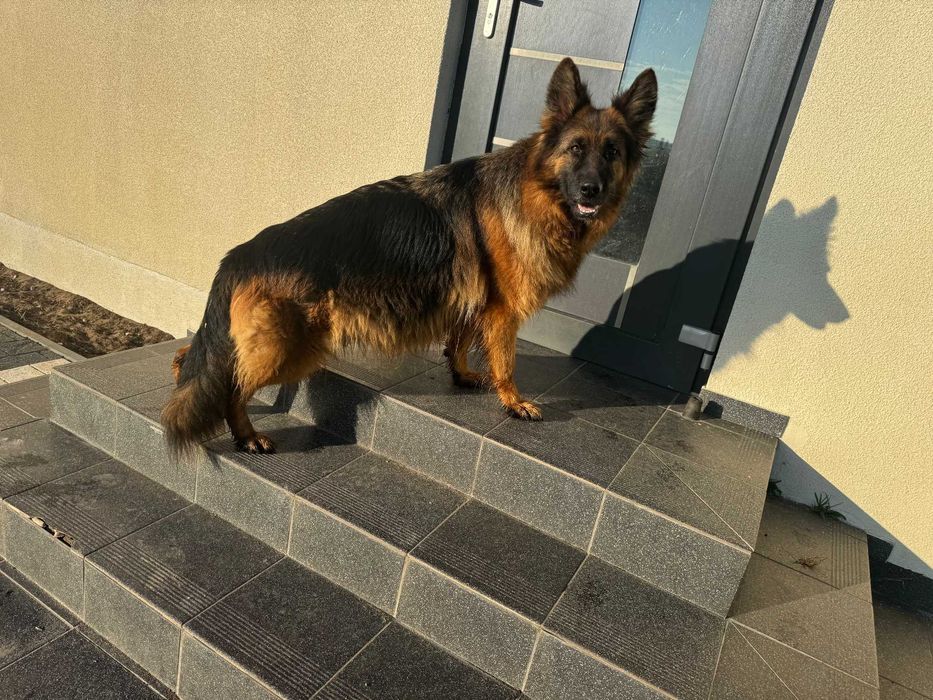 Owczarek niemiecki suczka