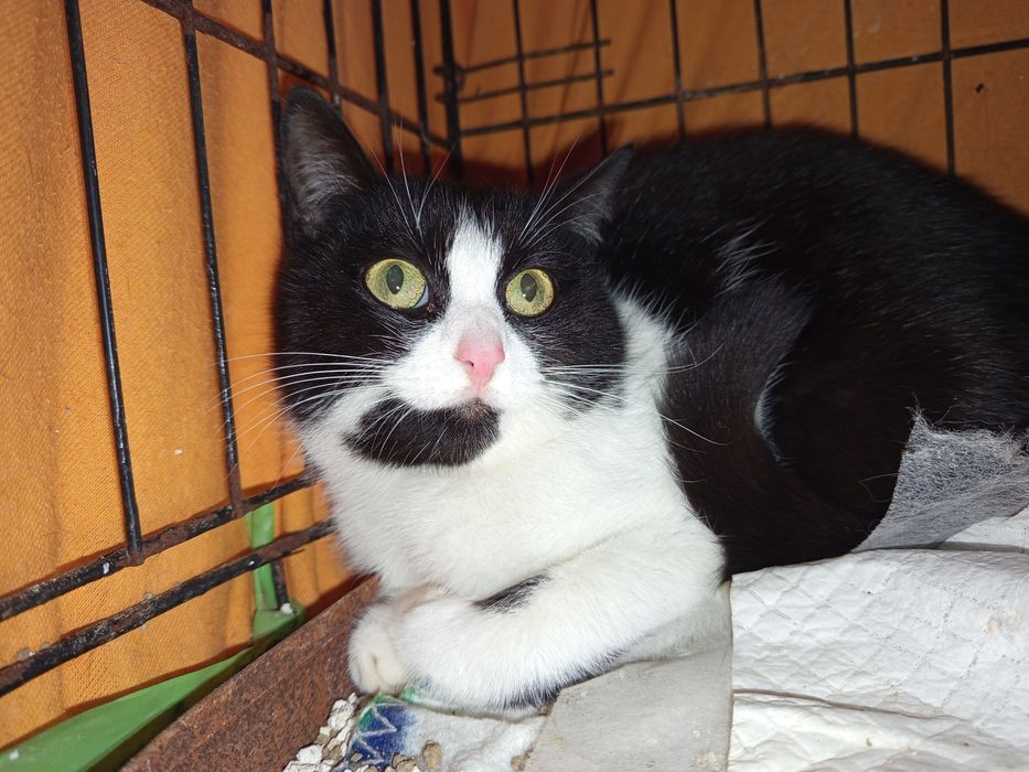 Kotka "krówka" szuka chaty!