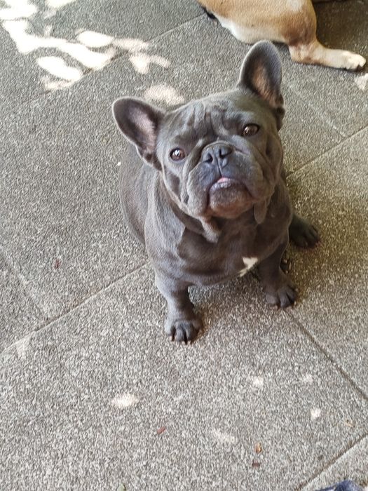 Bulldog  Francês