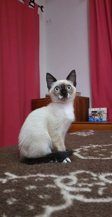Gatinhos bebés para adoção