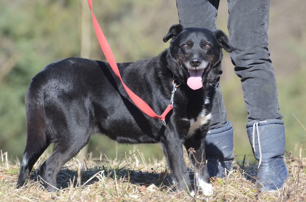Cargo- do adopcji
