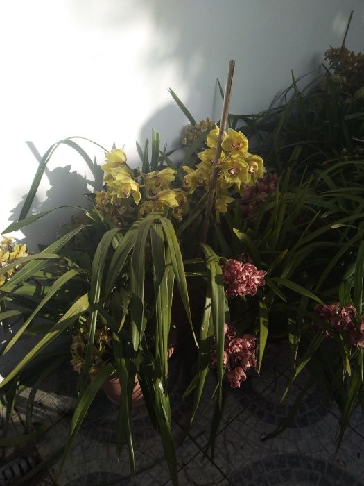 Orquídeas verde, bordô, amarela