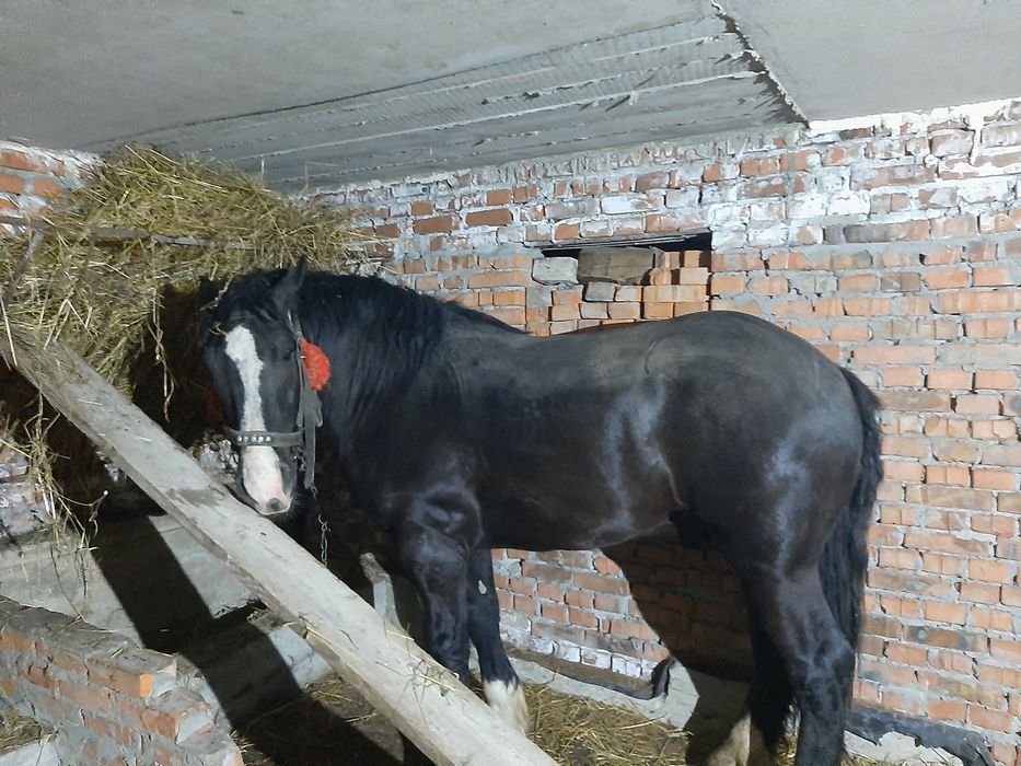 Жеребець на паровку 2500