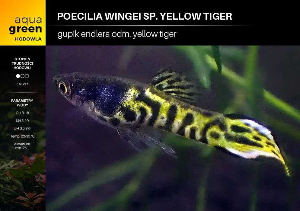 Gupik endlera odm. Yellow Tiger