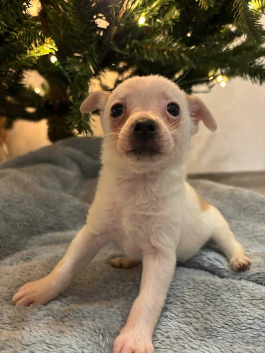 Maleńkie łapki, wielkie serce – poznaj Lady”