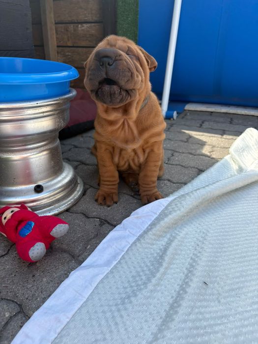 Shar Pei szczeniaki