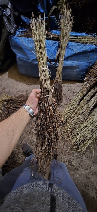 Антипка,Жердель,Алича,м106,54118,с1