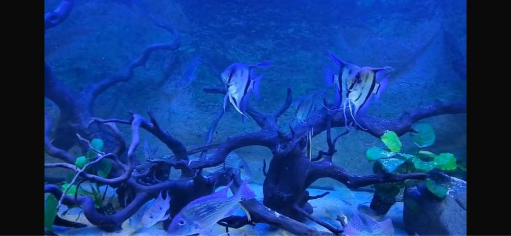 Fundo aquário 3D 150/65