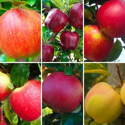 Саженцы яблоня,груша,слива,вишня,черешня,персик,абрикос, виноград,розы