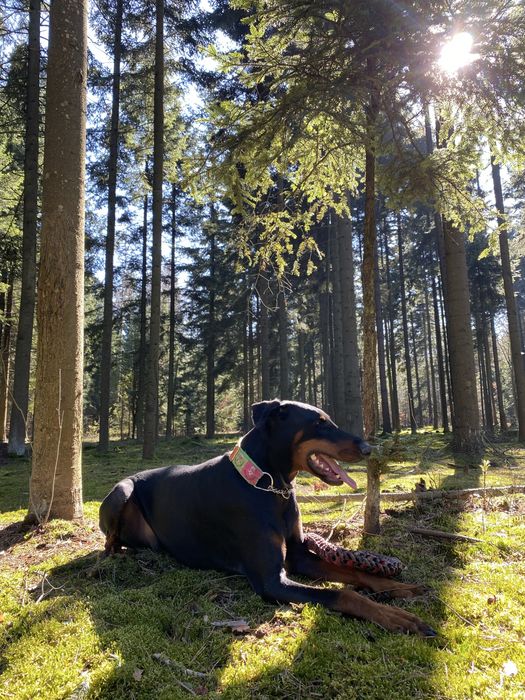 Sky – 4-letni doberman we Wrocławiu. Kastrowany, dla doświadczonego opiekuna