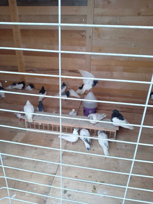 Gołębie Ciemne murzyny na będe