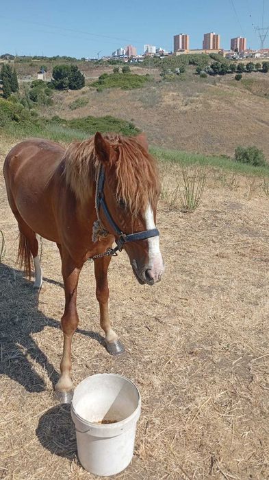 Vendo cavalo garrano inteiro