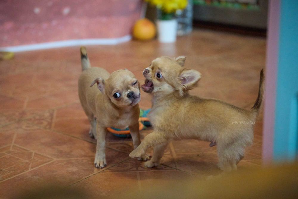 хлопчик та дівчинка Чивава в гарних окрасах  chihuahua