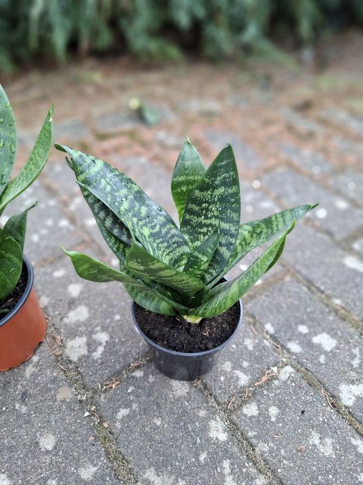 Sansevieria green hahnii