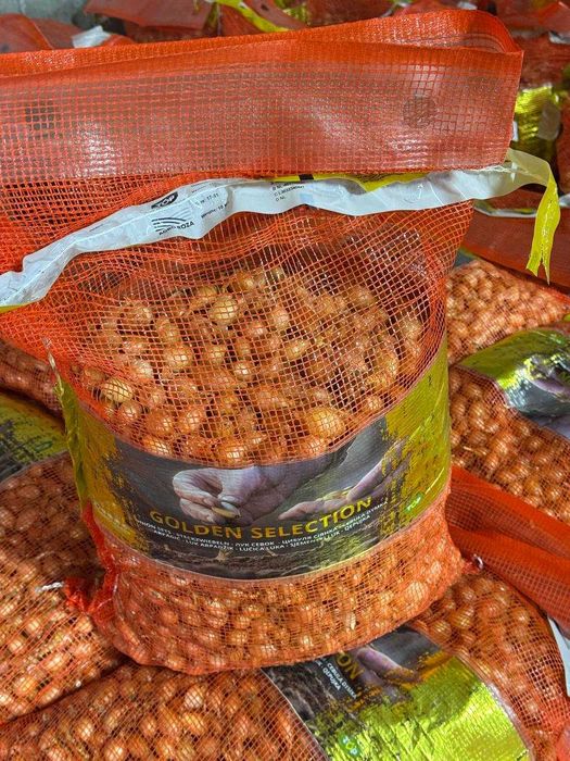 Насіння цибулі, сіянка, тикнка, сажанка, Голандська цибуля