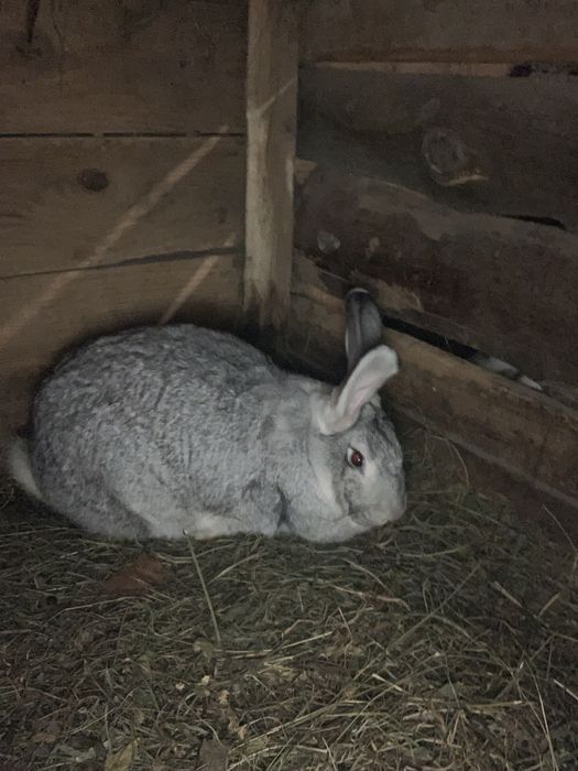 продам кролів.