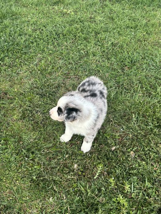 Piesek border collie (blue merle)