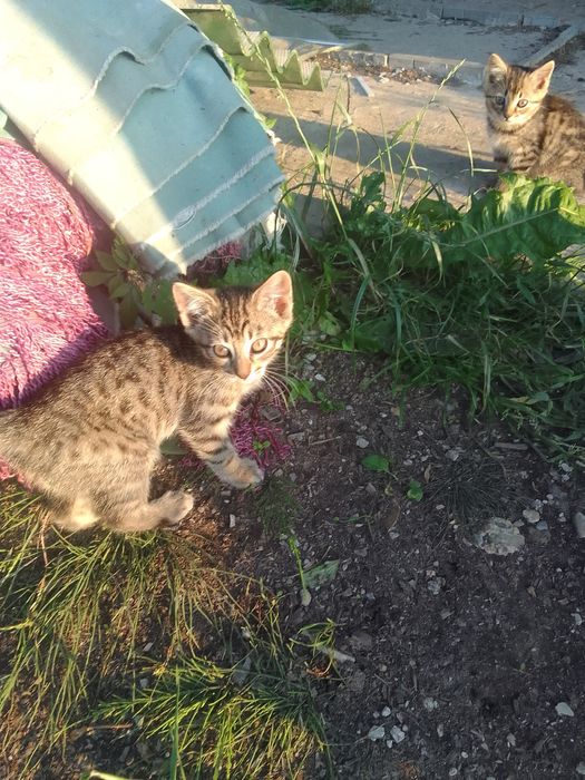 Продаються кошенята.