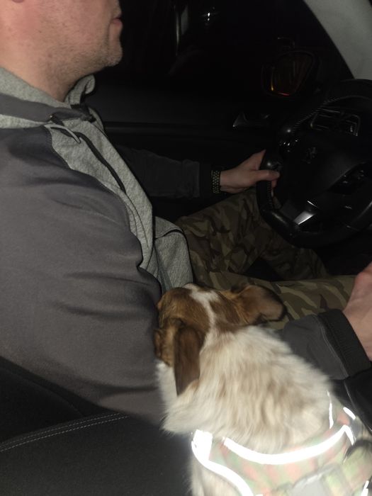 Roczny chłopiec do adopcji