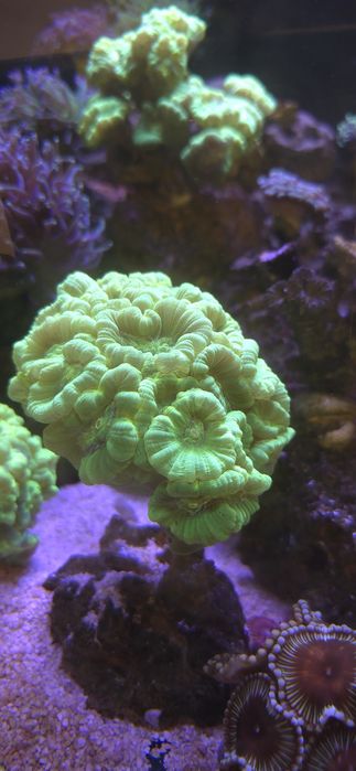 Sprzedam calaustra green fluo