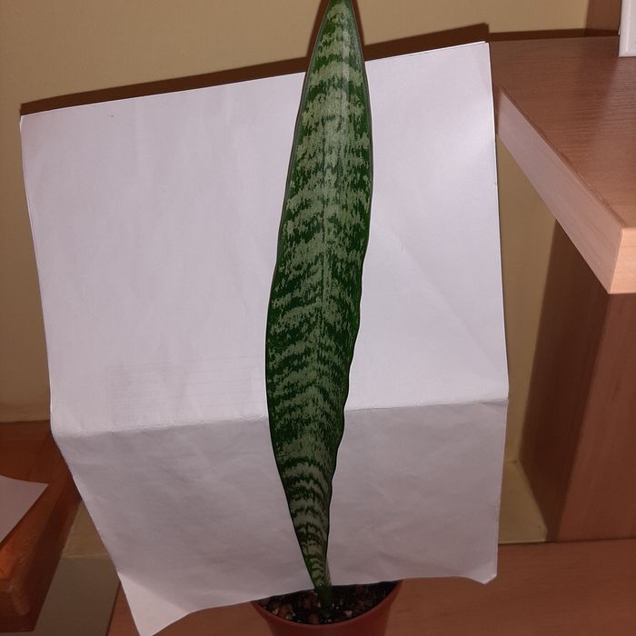 S. Zeylanica, Zeylanica