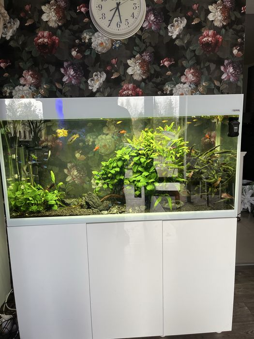 Akwarium Aquael Glossy 260 komplet z życiem