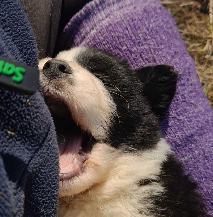 Szczenię Border Collie